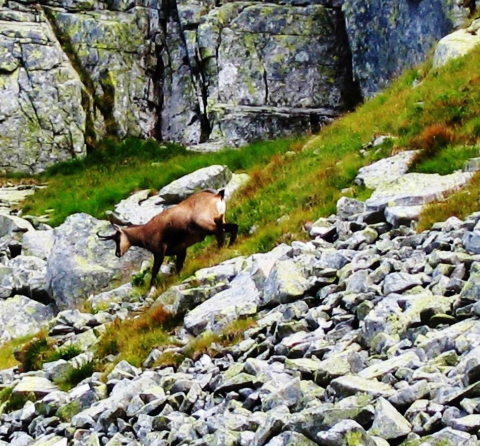 Penzion Alfa Tatry Стара-Лесна Экстерьер фото